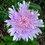 Stokesia laevis - Kornblumen-Aster