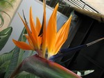 Strelitzia reginae - Paradiesvogelblume
