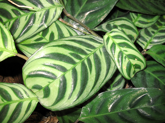 Photos Stromanthe amabilis - 
