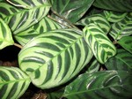 Stromanthe amabilis - 