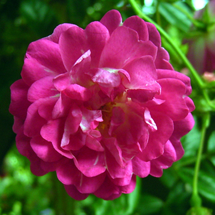 Photos Rosa - Rose