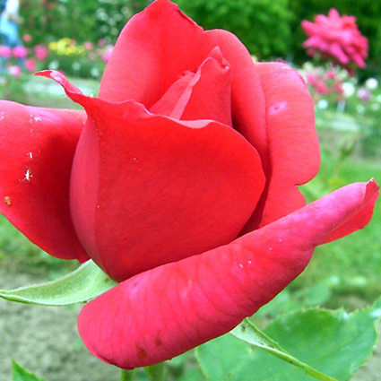 Photos Rosa - Rose