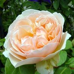 Photos Rosa