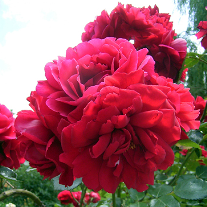 Photos Rosa - Rose