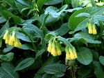 Symphytum grandiflorum - Flacher Kaukasus-Beinwell, Wallwurz