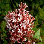 Photos Syringa microphylla