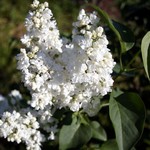 Photos Syringa vulgaris