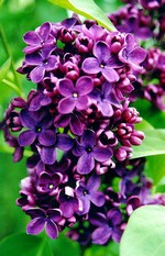 Photos Syringa vulgaris