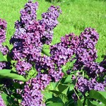 Photos Syringa vulgaris