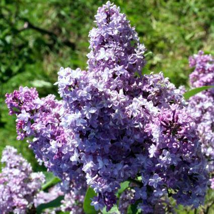 Photos Syringa vulgaris - Common lilac