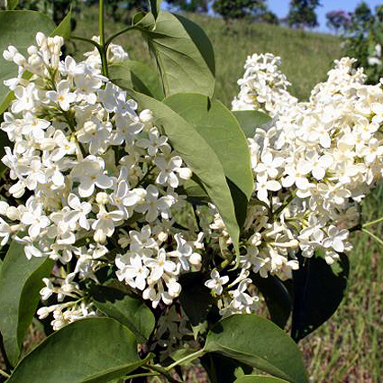 Photos Syringa vulgaris - Common lilac