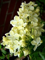 Photos Syringa reticulata
