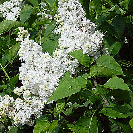 Syringa vulgaris