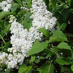 Photos Syringa vulgaris