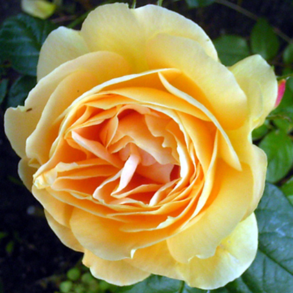 Photos Rosa - Rose