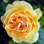 Photos Rosa - Rose