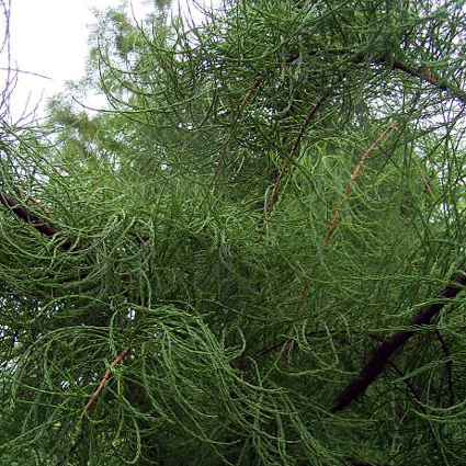 Foto Taxodium ascendens - 
