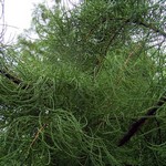 Taxodium ascendens - Sumpfzypresse