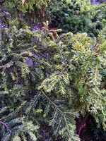 Photos Taxus baccata