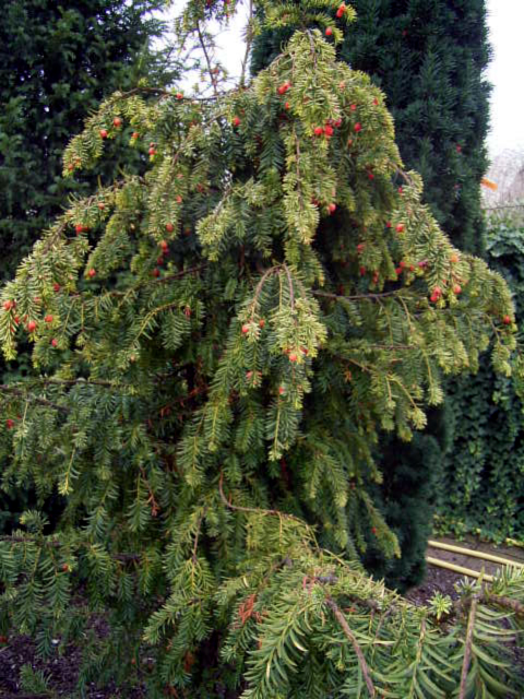 Taxus baccata