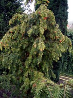 Photos Taxus baccata