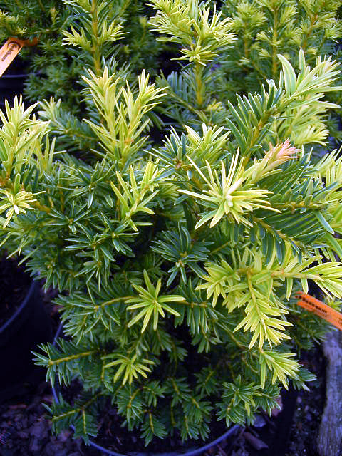 Photos Taxus baccata - English yew