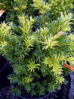 Photos Taxus baccata