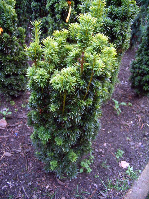 Photos Taxus baccata - English yew