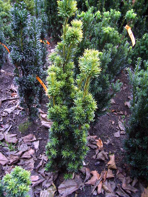 Photos Taxus baccata - English yew