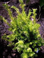 Photos Taxus baccata