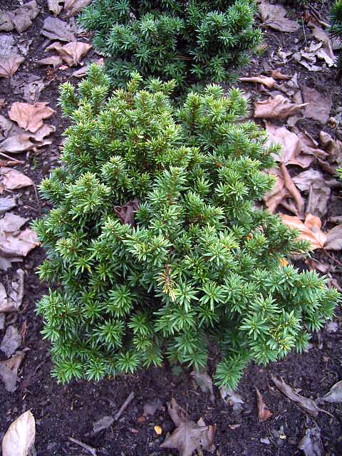 Photos Taxus baccata - English yew