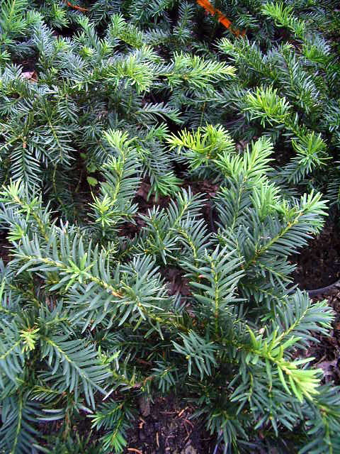 Photos Taxus baccata - English yew
