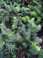 Photos Taxus baccata
