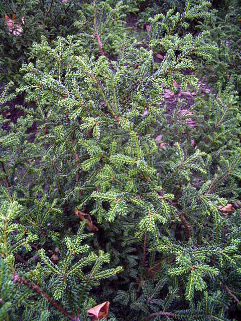 Photos Taxus baccata - English yew