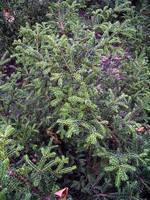 Photos Taxus baccata