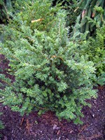 Photos Taxus baccata