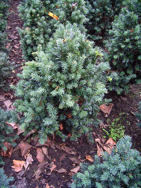 Photos Taxus baccata - English yew