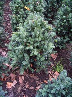 Photos Taxus baccata