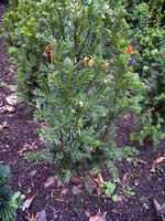 Foto Taxus baccata - Tasso