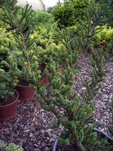 Photos Taxus x media - Japanese yew