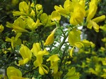 Photos Teline microphylla