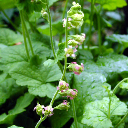 Photos Tellima grandiflora - Bigflower tellima