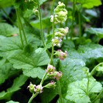 Tellima grandiflora - Falsche Allraunwurzel