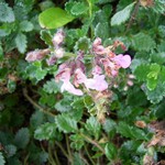 Teucrium aroanium - Sommergr�ner Gamander