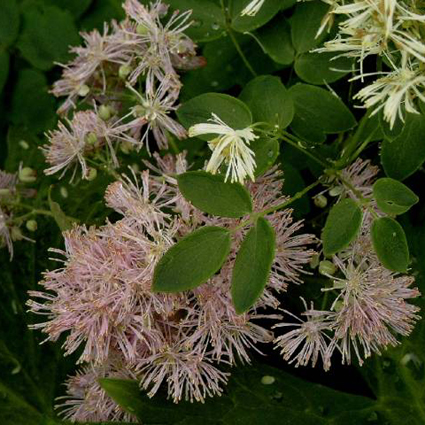Photos Thalictrum aquilegifolium - Columbine meadow-rue