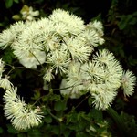 Photos Thalictrum aquilegifolium