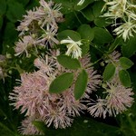 Photos Thalictrum aquilegifolium