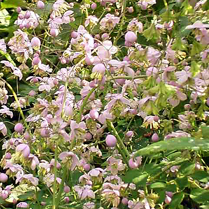 Fotos Thalictrum delavayi - 