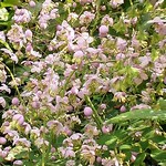 Photos Thalictrum delavayi