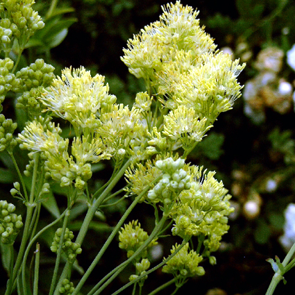 Photos Thalictrum flavum ssp. glaucum - Columbine meadow-rue